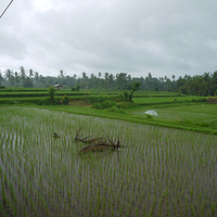 Photo de Bali - Balade, Garuda et spectacle